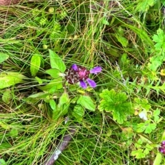 Prunella vulgaris (Self-heal, Heal All) at Tallaganda State Forest - 13 Jan 2024 by courtneyb