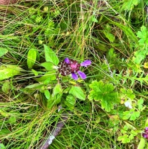 Prunella vulgaris at QPRC LGA - 14 Jan 2024 09:29 AM