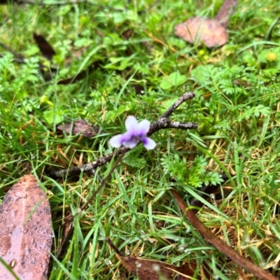 Viola hederacea (Ivy-leaved Violet) at Tallaganda State Forest - 13 Jan 2024 by courtneyb