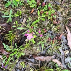 Centaurium sp. (Centaury) at Tallaganda State Forest - 13 Jan 2024 by courtneyb