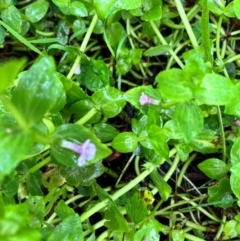 Gratiola peruviana (Australian Brooklime) at Tallaganda State Forest - 13 Jan 2024 by courtneyb