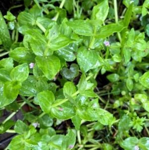 Gratiola peruviana at QPRC LGA - 14 Jan 2024