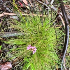 Stylidium sp. (Trigger Plant) at QPRC LGA - 13 Jan 2024 by courtneyb