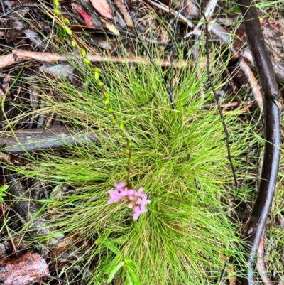 Stylidium (genus) (Trigger Plant) at QPRC LGA - 14 Jan 2024 by courtneyb