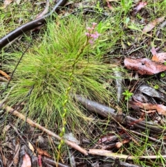 Stylidium sp. at QPRC LGA - 14 Jan 2024