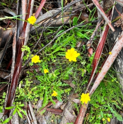 Hypochaeris radicata (Cat's Ear, Flatweed) at Harolds Cross, NSW - 14 Jan 2024 by courtneyb