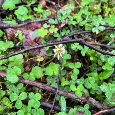 Trifolium repens (White Clover) at Tallaganda State Forest - 14 Jan 2024 by courtneyb
