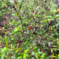 Coprosma quadrifida (Prickly Currant Bush, Native Currant) at QPRC LGA - 14 Jan 2024 by courtneyb