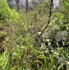 Coprosma quadrifida at QPRC LGA - 14 Jan 2024