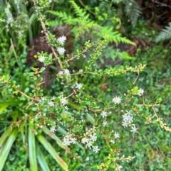 Bursaria spinosa (Native Blackthorn, Sweet Bursaria) at Harolds Cross, NSW - 14 Jan 2024 by courtneyb