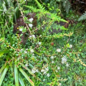 Bursaria spinosa at Tallaganda State Forest - 14 Jan 2024