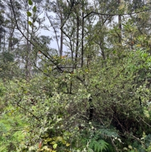 Bursaria spinosa at Tallaganda State Forest - 14 Jan 2024