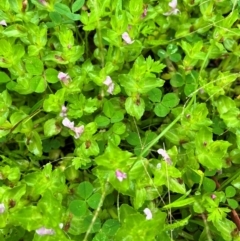 Gratiola peruviana (Australian Brooklime) at Tallaganda State Forest - 14 Jan 2024 by courtneyb