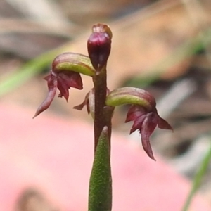 Corunastylis nuda at Namadgi National Park - 14 Jan 2024