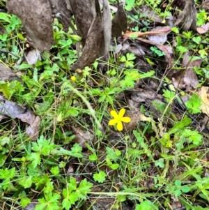 Ranunculus sp. at Tallaganda State Forest - 14 Jan 2024