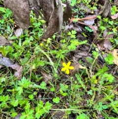Ranunculus sp. (Buttercup) at Tallaganda State Forest - 14 Jan 2024 by courtneyb