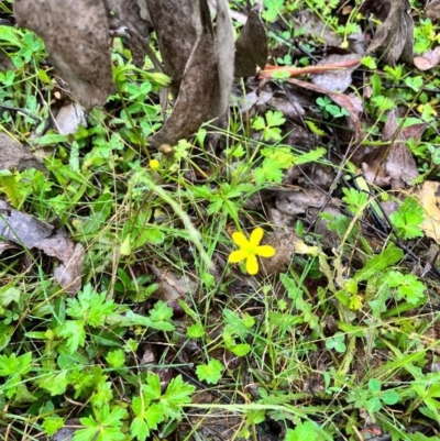 Ranunculus sp. (Buttercup) at Harolds Cross, NSW - 14 Jan 2024 by courtneyb
