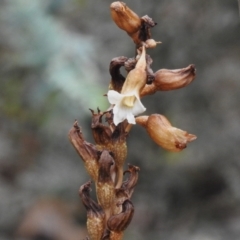 Gastrodia procera (Tall Potato Orchid) at Booth, ACT - 14 Jan 2024 by JohnBundock