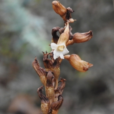 Gastrodia procera (Tall Potato Orchid) at Namadgi National Park - 14 Jan 2024 by JohnBundock