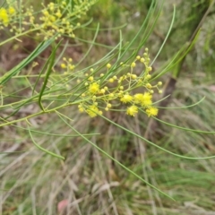 Acacia subulata (Awl-leaved Wattle) at Farrer Ridge - 14 Jan 2024 by Mike