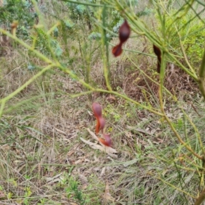 Acacia subulata at Farrer Ridge - 14 Jan 2024