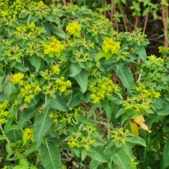 Euphorbia oblongata (Egg-leaf Spurge) at Farrer Ridge - 14 Jan 2024 by Mike