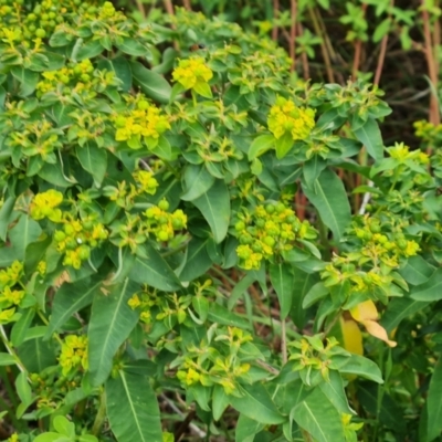 Euphorbia oblongata (Egg-leaf Spurge) at Farrer Ridge - 14 Jan 2024 by Mike