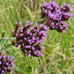 Verbena incompta (Purpletop) at Farrer Ridge - 14 Jan 2024 by Mike