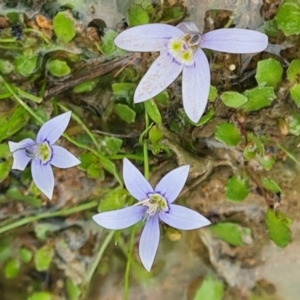 Isotoma fluviatilis subsp. australis at Farrer Ridge - 14 Jan 2024 04:39 PM