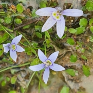 Isotoma fluviatilis subsp. australis at Farrer Ridge - 14 Jan 2024
