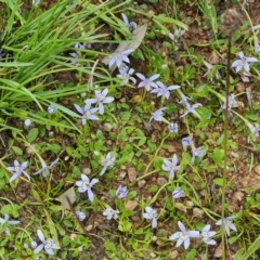 Isotoma fluviatilis subsp. australis at Farrer Ridge - 14 Jan 2024 04:39 PM