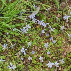 Isotoma fluviatilis subsp. australis at Farrer Ridge - 14 Jan 2024