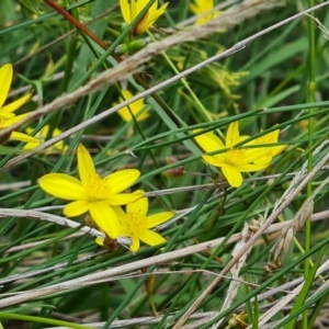 Tricoryne elatior at Farrer Ridge - 14 Jan 2024