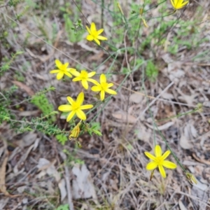 Tricoryne elatior at Farrer Ridge - 14 Jan 2024