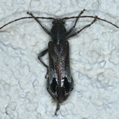 Phacodes personatus (Longhorn beetle) at Ainslie, ACT - 5 Dec 2023 by jb2602