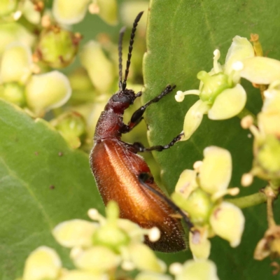 Ecnolagria grandis (Honeybrown beetle) at Haig Park - 11 Jan 2024 by ConBoekel