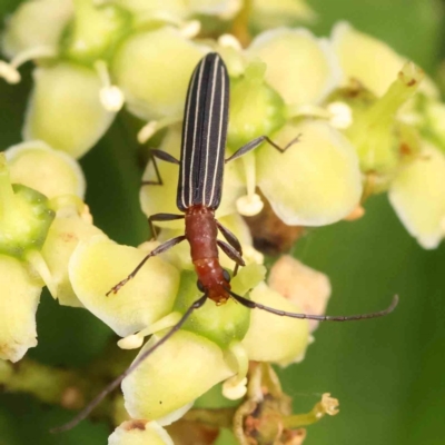 Syllitus rectus (Longhorn beetle) at Haig Park - 11 Jan 2024 by ConBoekel