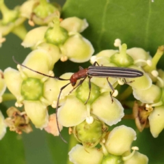 Syllitus rectus at Sullivans Creek, Turner - 12 Jan 2024