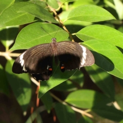 Papilio aegeus (Orchard Swallowtail, Large Citrus Butterfly) at Sullivans Creek, Turner - 11 Jan 2024 by ConBoekel