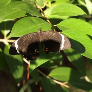 Papilio aegeus at Sullivans Creek, Turner - 12 Jan 2024