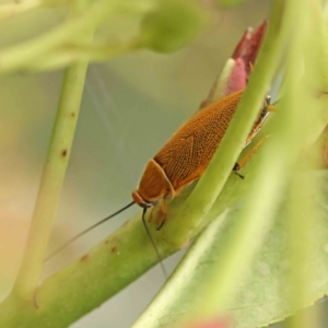 Ellipsidion humerale at Sullivans Creek, Turner - 12 Jan 2024