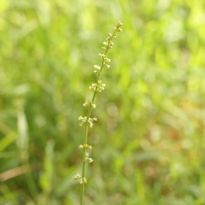 Rumex brownii (Slender Dock) at City Renewal Authority Area - 11 Jan 2024 by ConBoekel