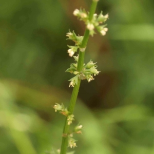 Rumex brownii at Sullivans Creek, Turner - 12 Jan 2024 08:51 AM