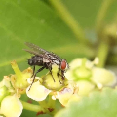 Unidentified Bristle Fly (Tachinidae) at Haig Park - 11 Jan 2024 by ConBoekel