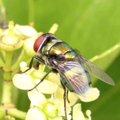 Chrysomya sp. (genus) (A green/blue blowfly) at Sullivans Creek, Turner - 11 Jan 2024 by ConBoekel