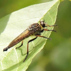 Zosteria rosevillensis (A robber fly) at Haig Park - 11 Jan 2024 by ConBoekel