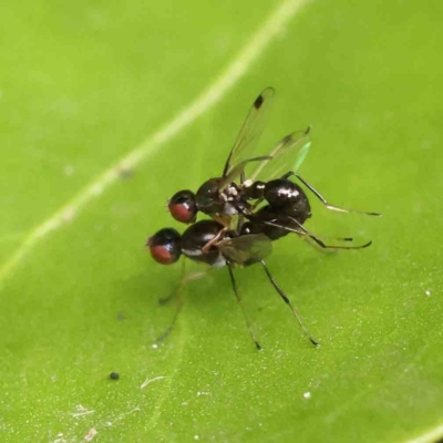 Parapalaeosepsis plebeia (Ant fly) at Haig Park - 12 Jan 2024 by ConBoekel