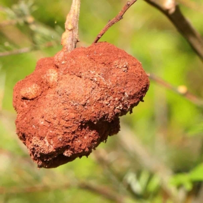 Uromycladium (genus) (A gall forming rust fungus) at Sullivans Creek, Turner - 12 Jan 2024 by ConBoekel