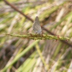 Zizina otis (Common Grass-Blue) at Tuggeranong Hill - 13 Jan 2024 by MichaelMulvaney