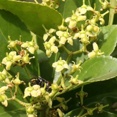 Arbutus unedo (Strawberry Tree) at Turner, ACT - 11 Jan 2024 by ConBoekel